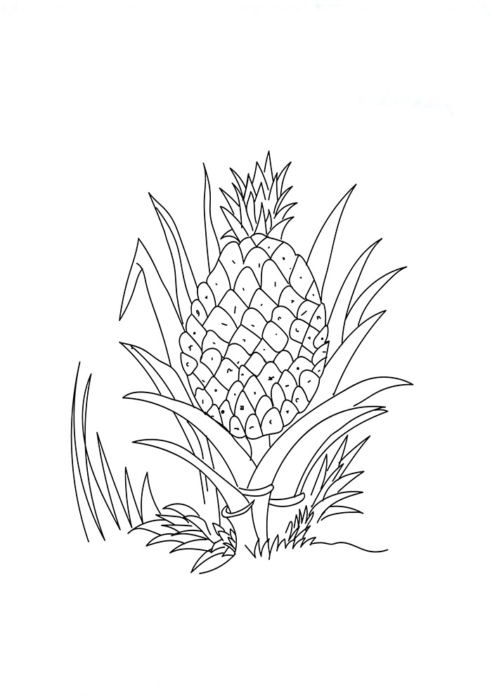 Ananas