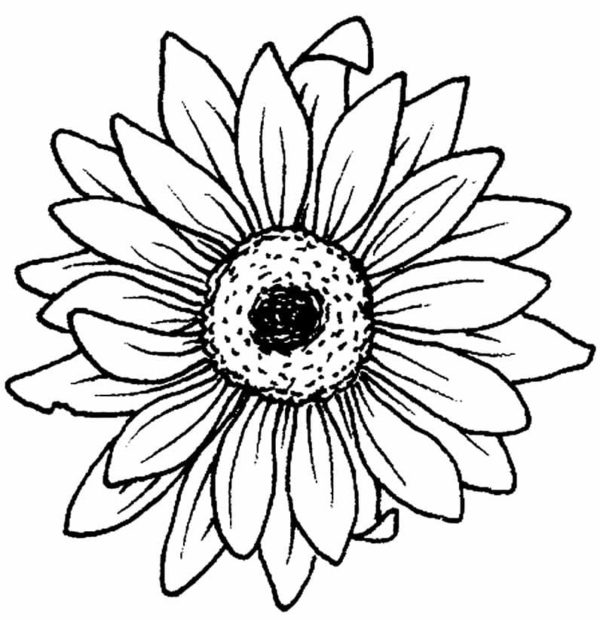 Ayçiçeği