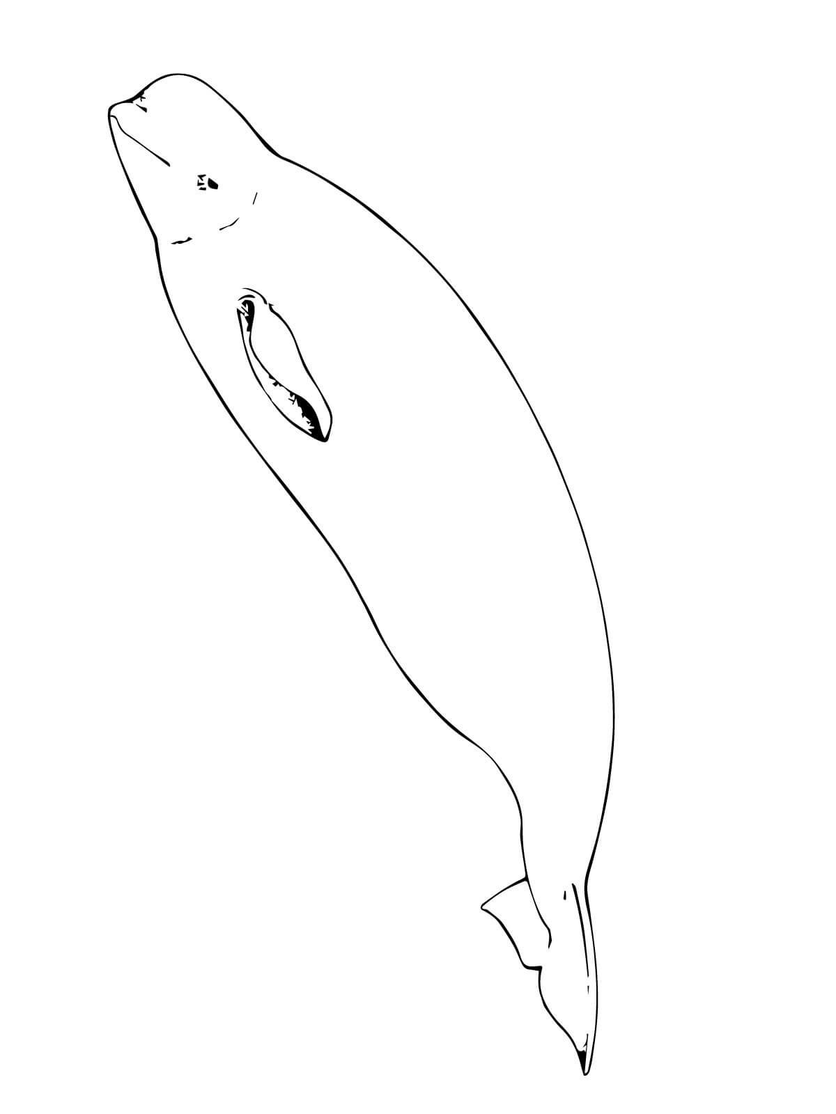 Balina