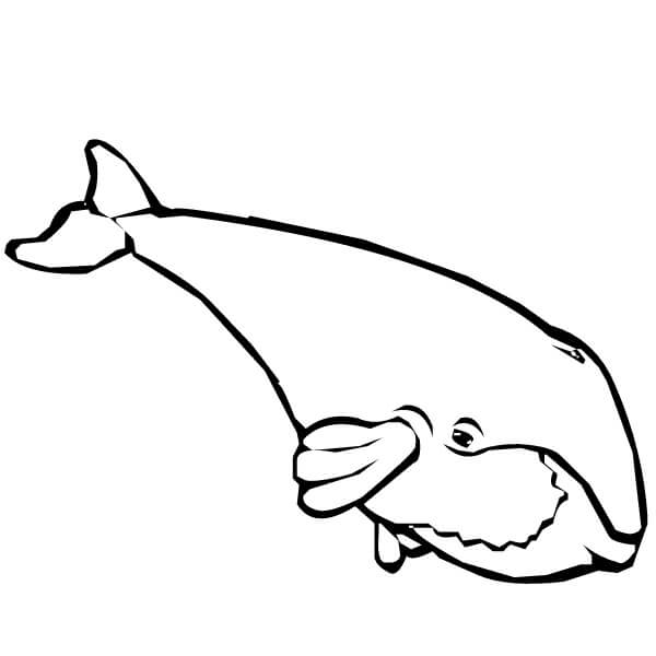 Balina