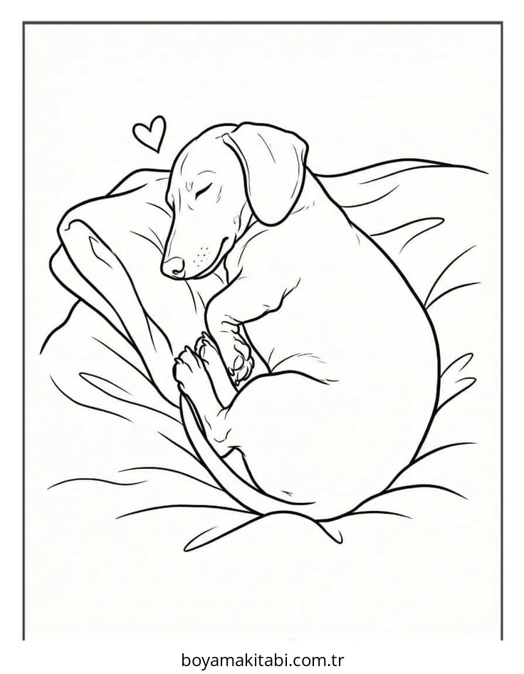Dachshund
