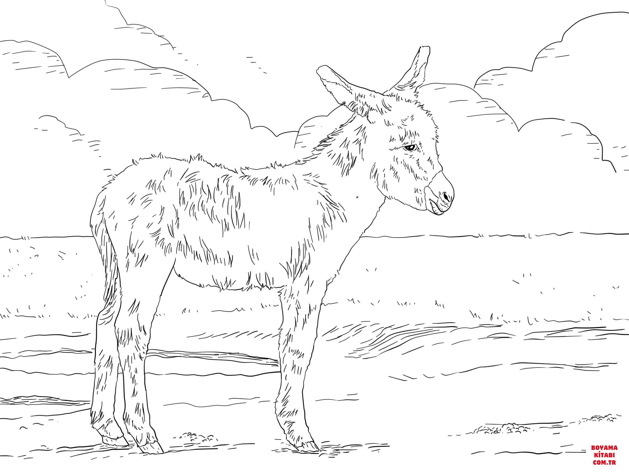 Eşek