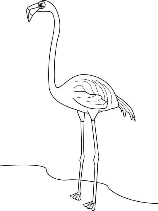 Flamingo
