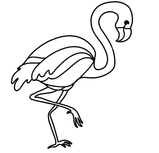Flamingo
