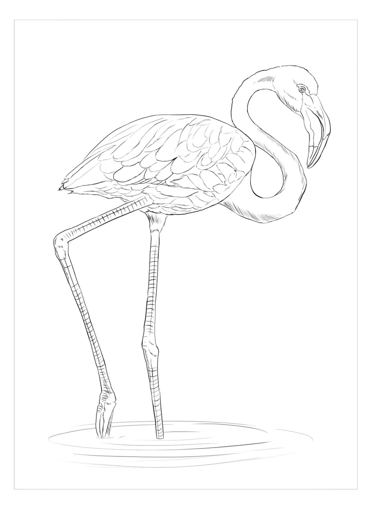 Flamingo