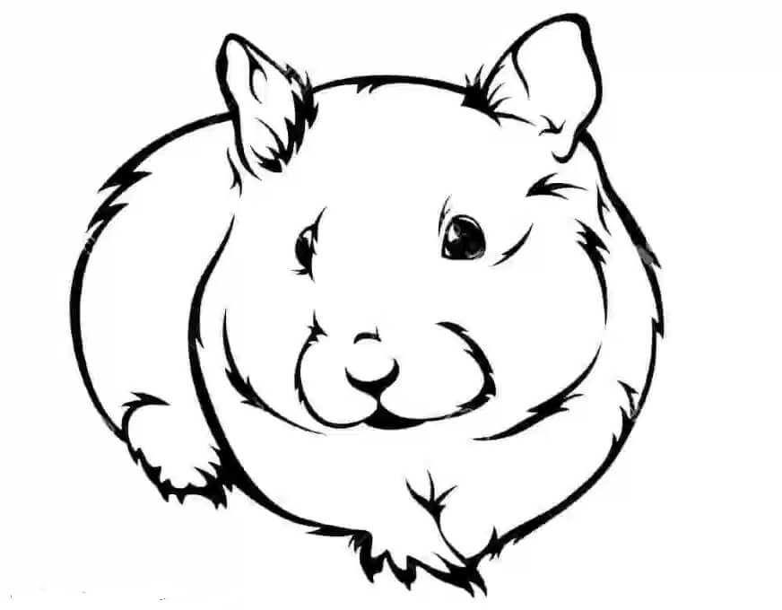 Hamster