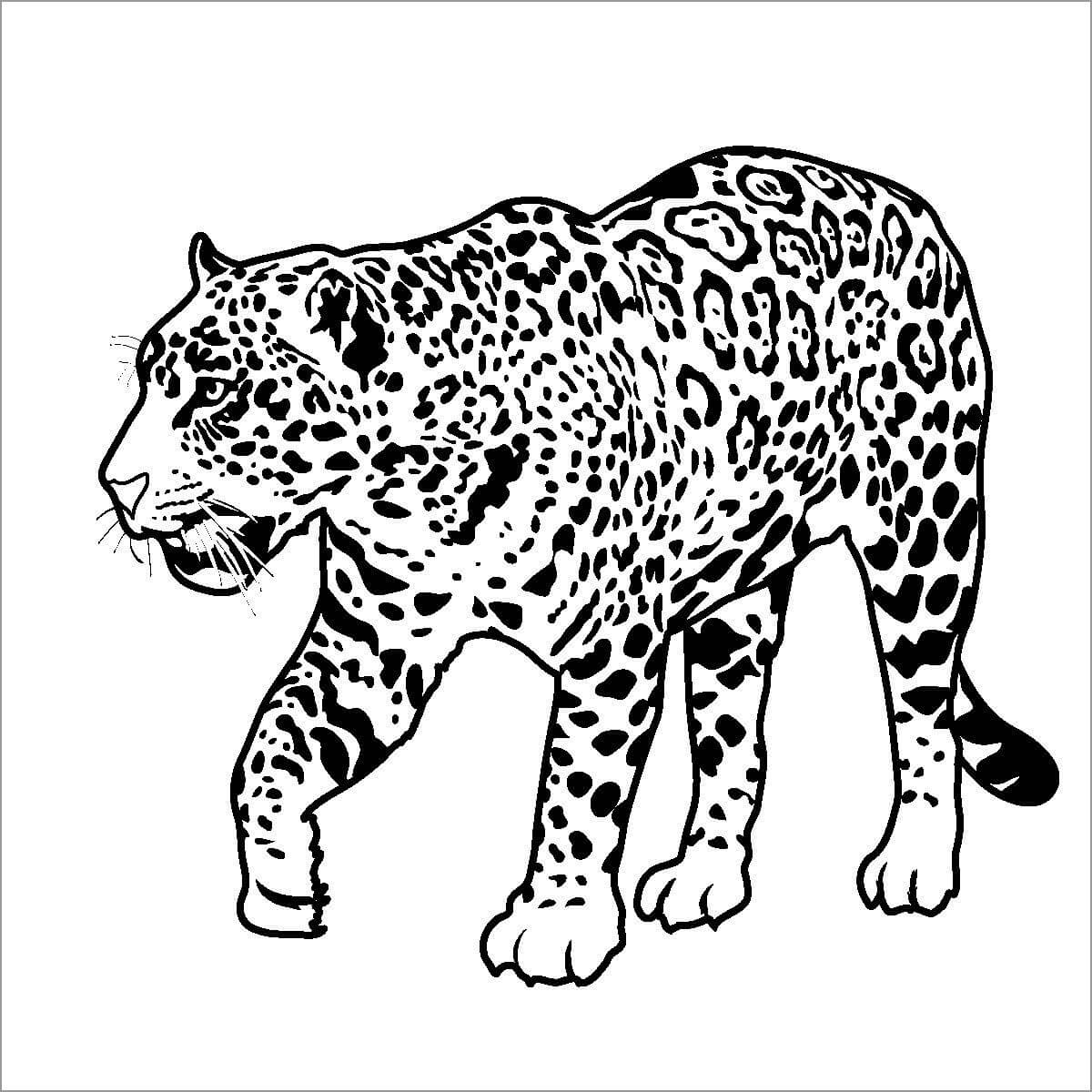 Jaguar