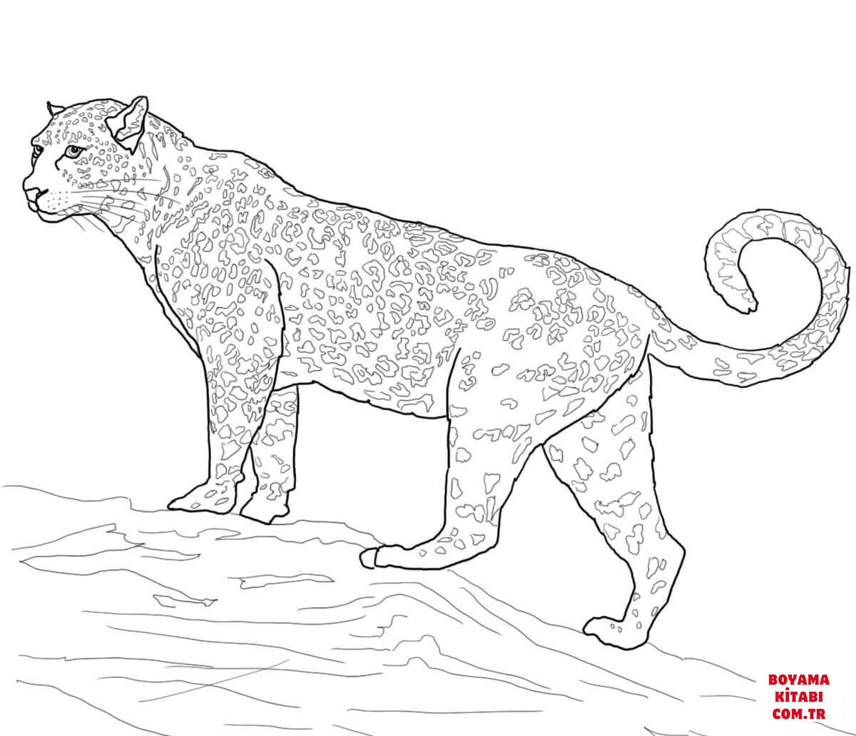 Jaguar