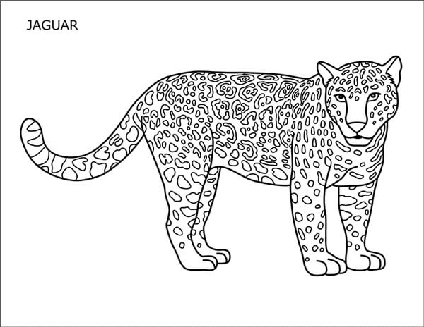 Jaguar