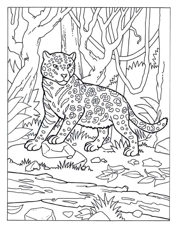 Jaguar