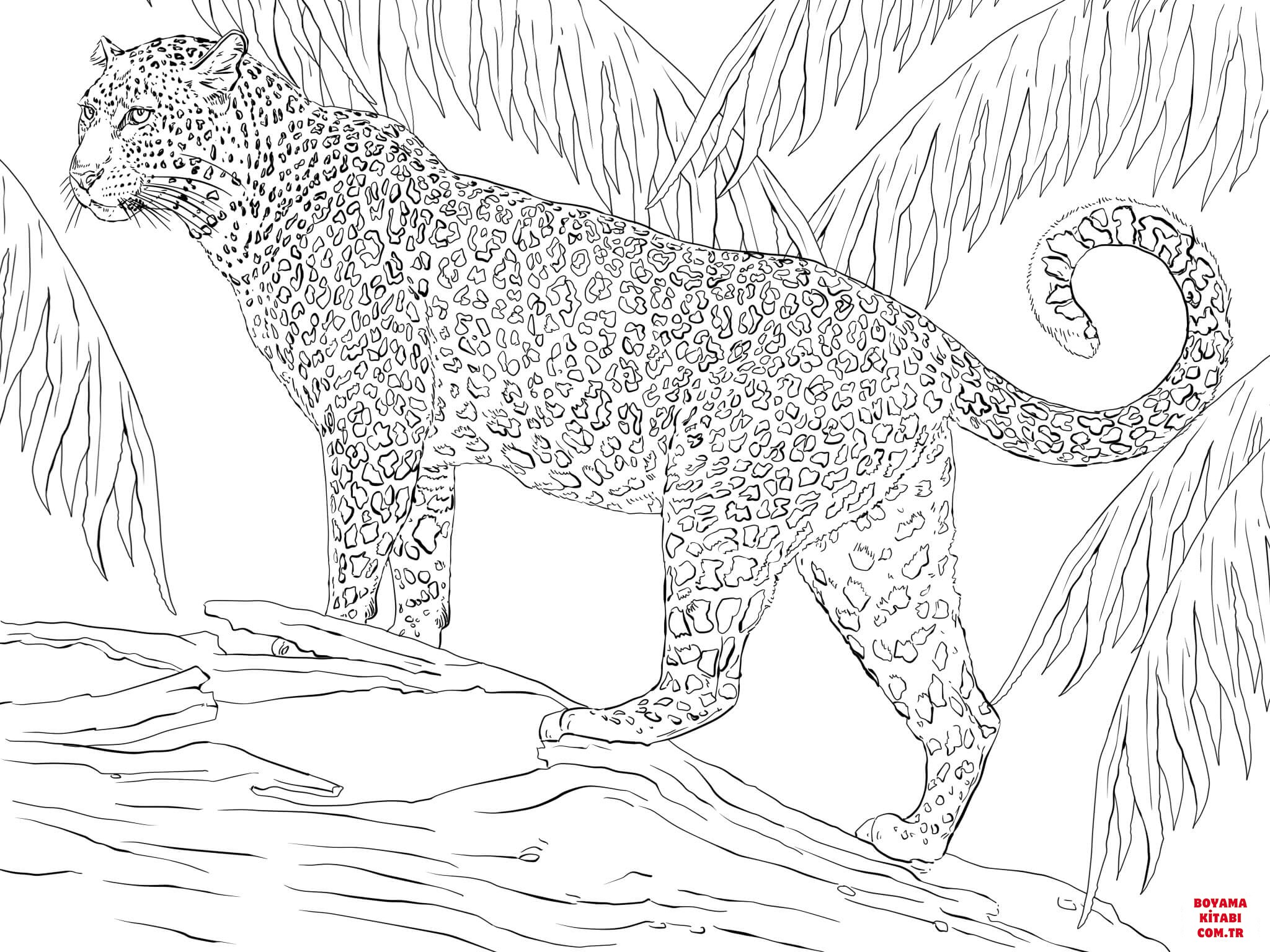 Jaguar