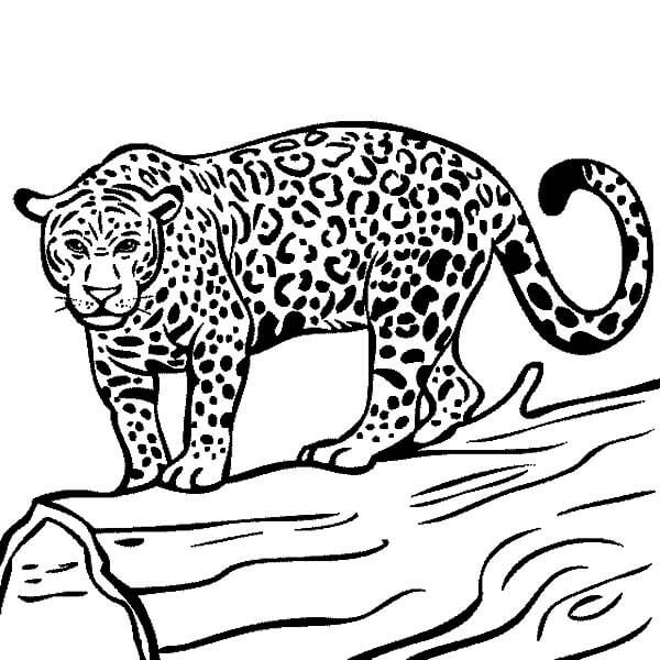 Jaguar