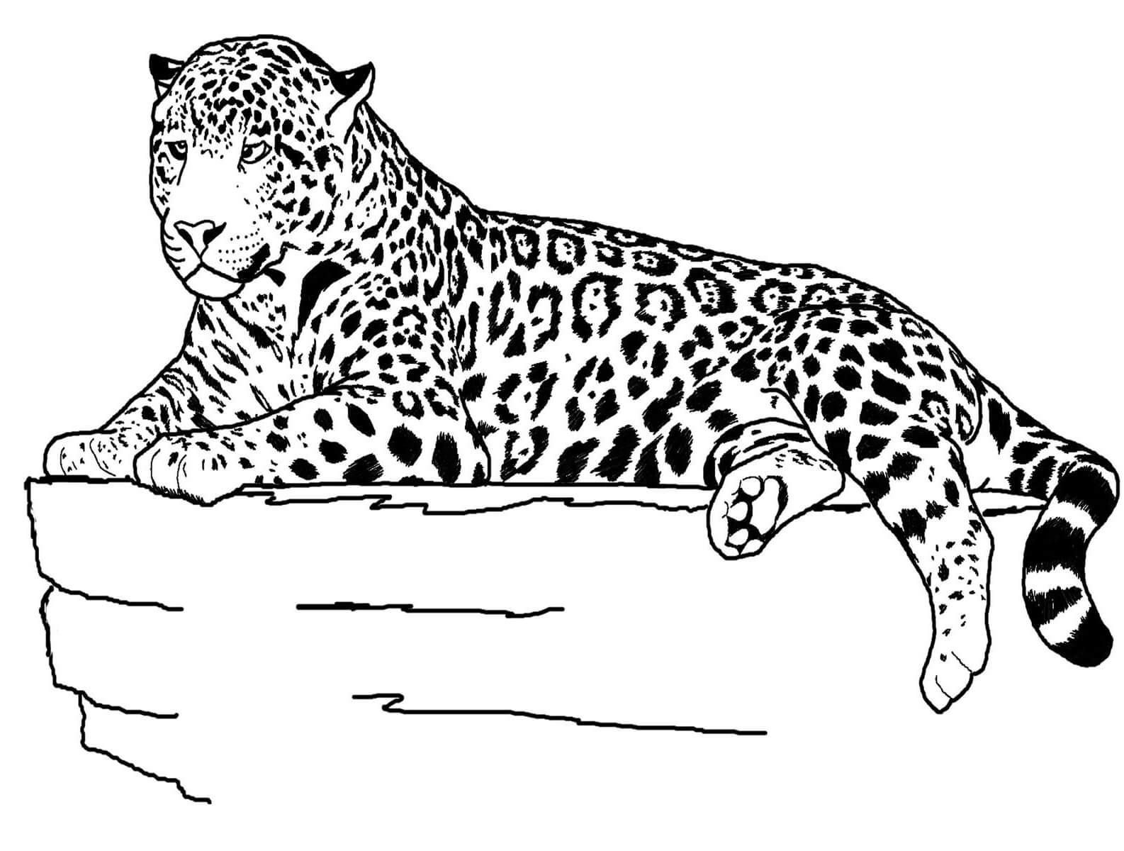 Jaguar