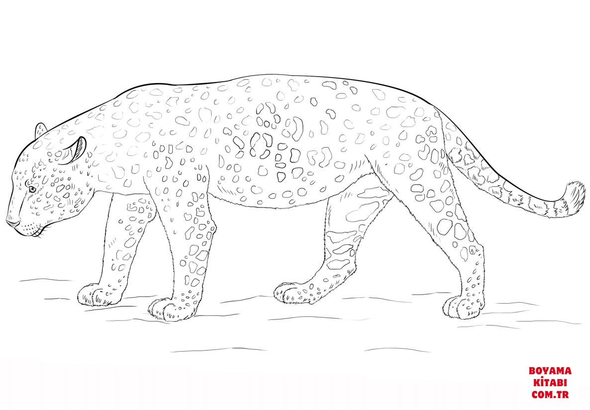 Jaguar