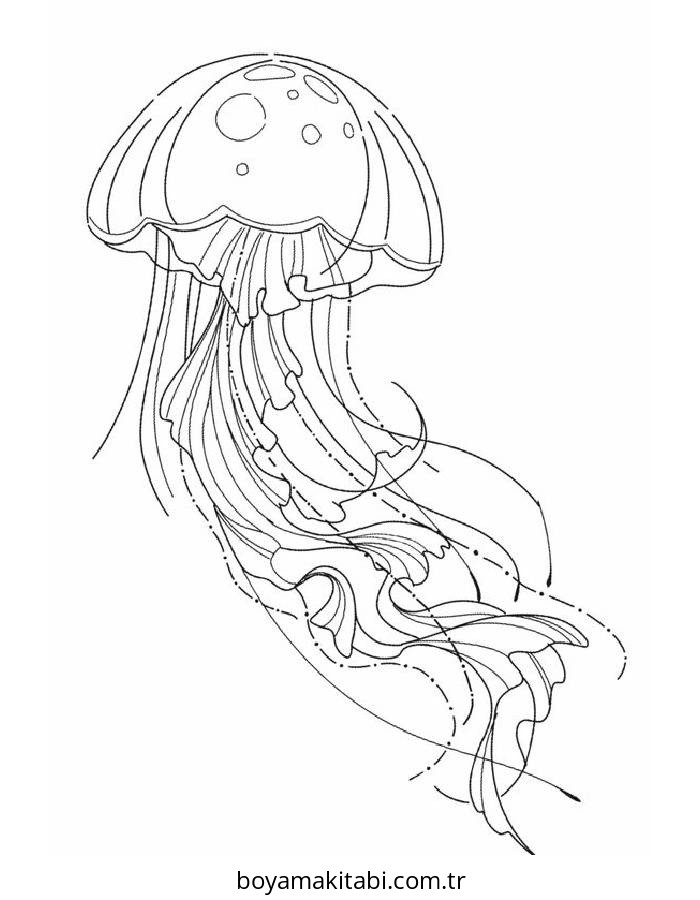 Jellyfish