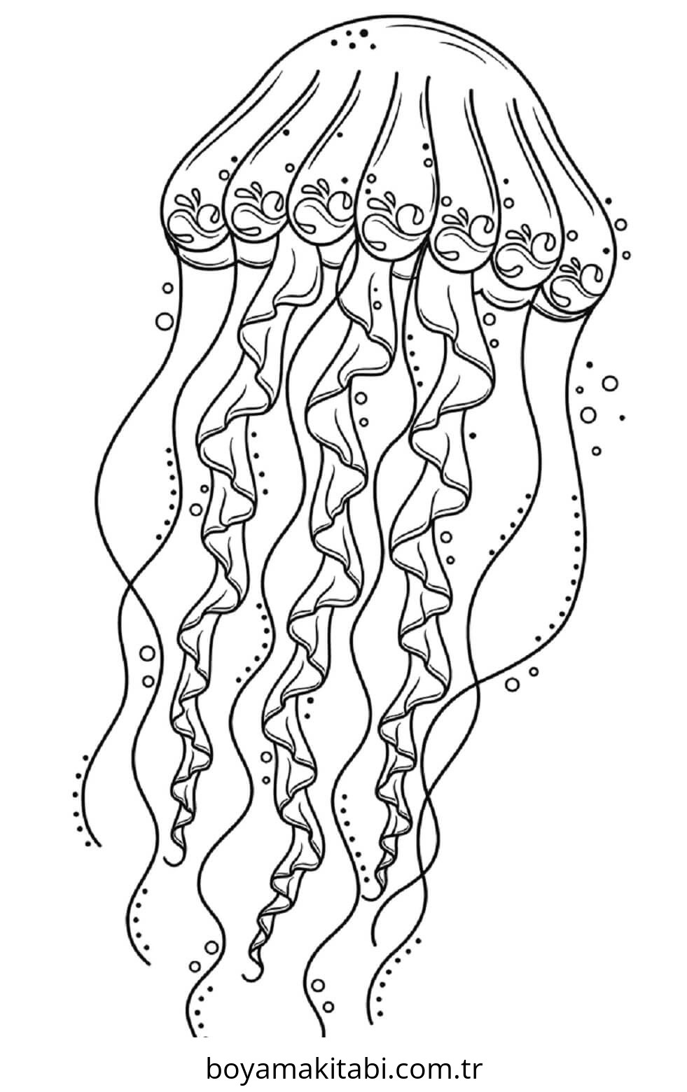Jellyfish