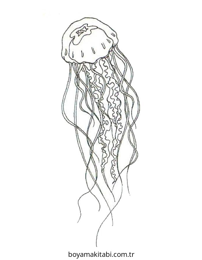 Jellyfish