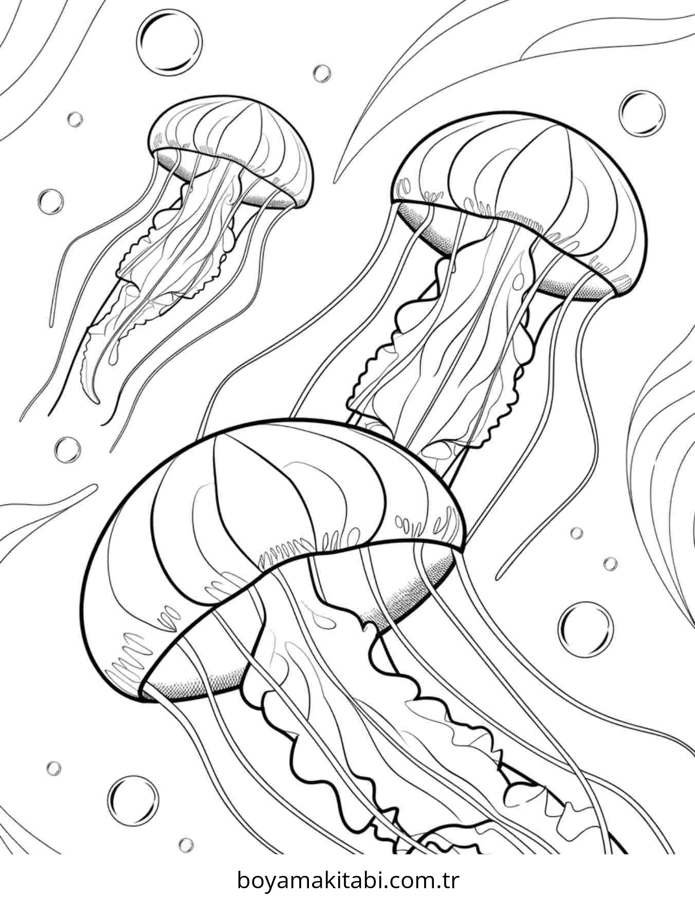 Jellyfish
