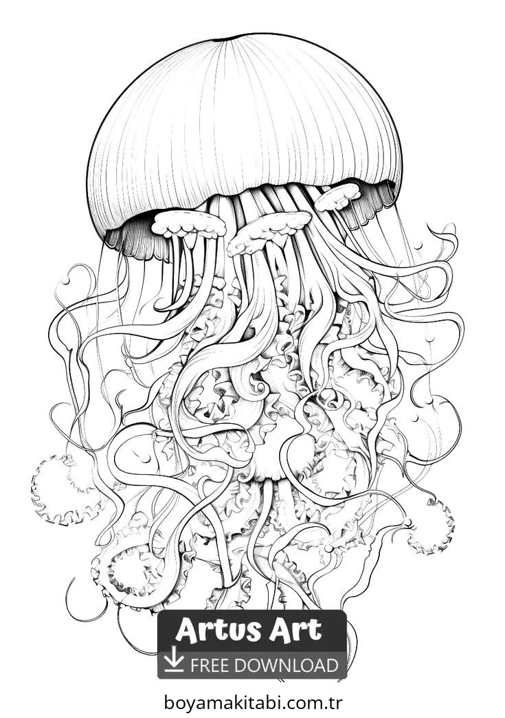 Jellyfish