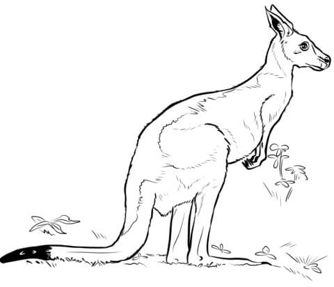 Kanguru