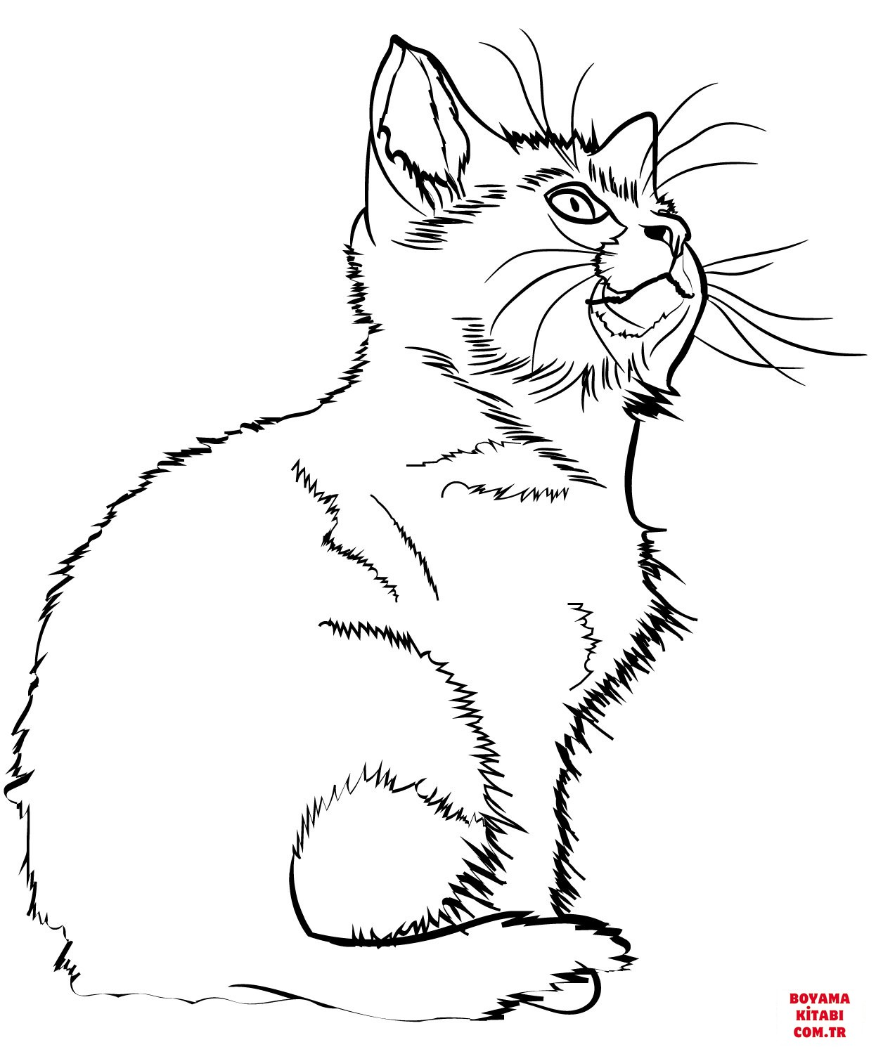 Kedi