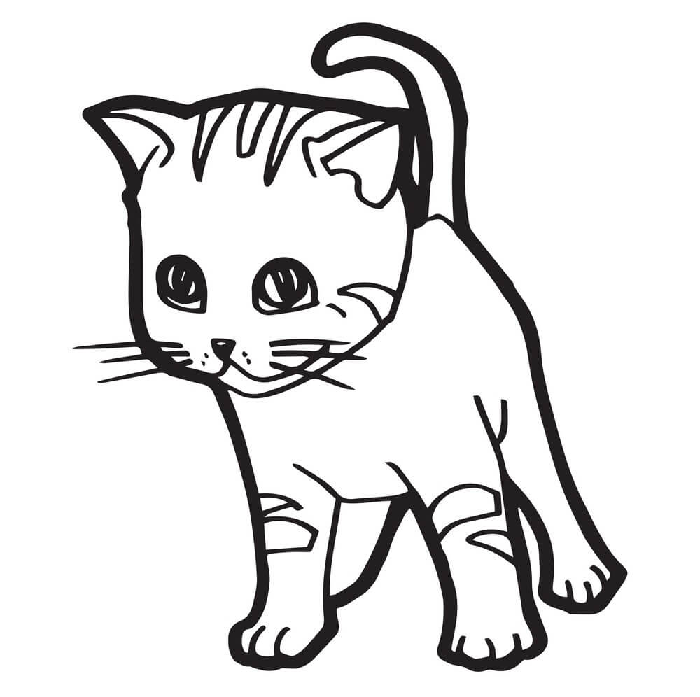 Kedi Yavrusu