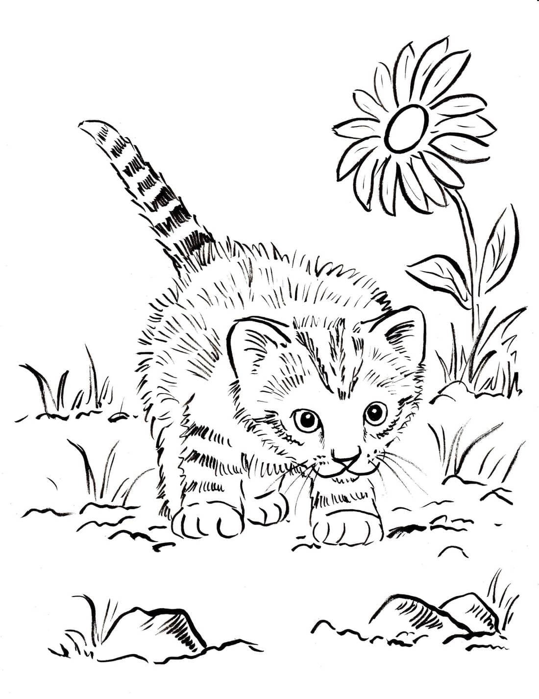 Kedi Yavrusu
