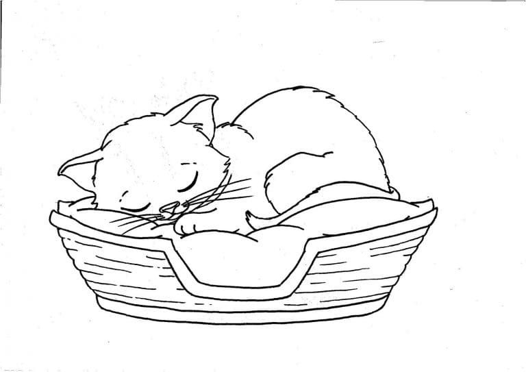 Kedi Yavrusu