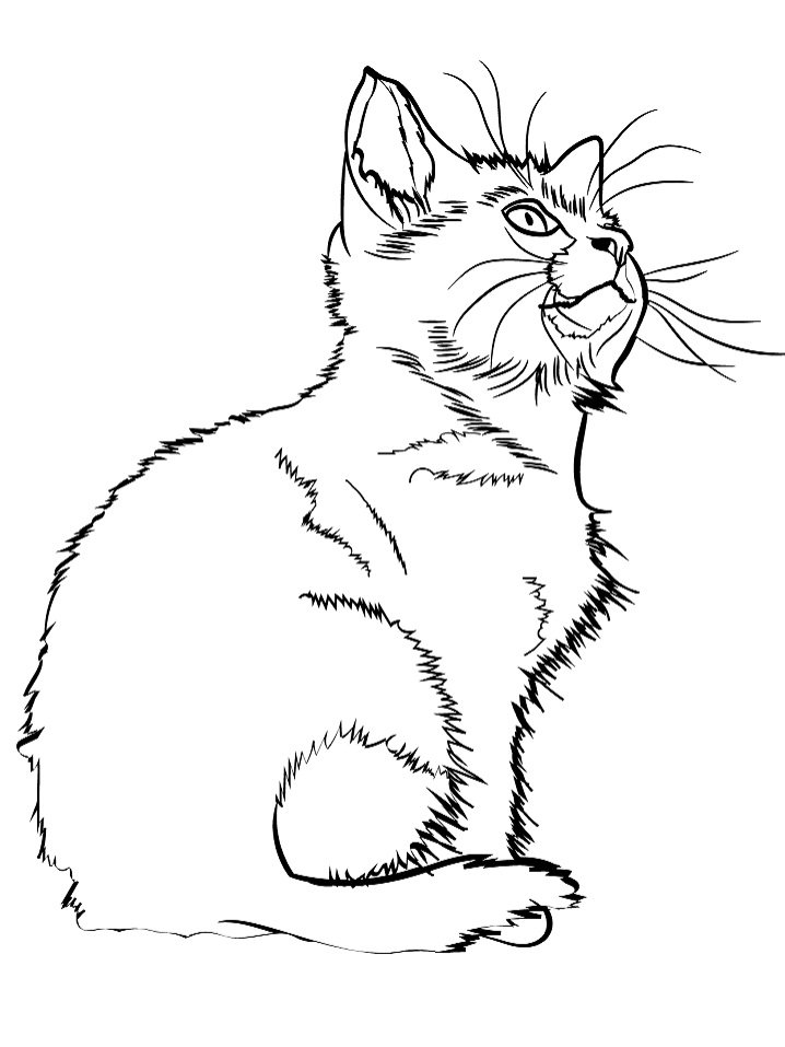 Kedi Yavrusu