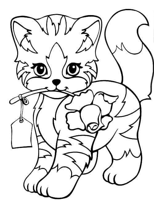 Kedi Yavrusu