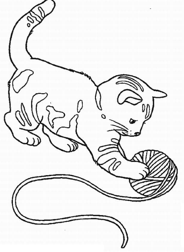 Kedi Yavrusu