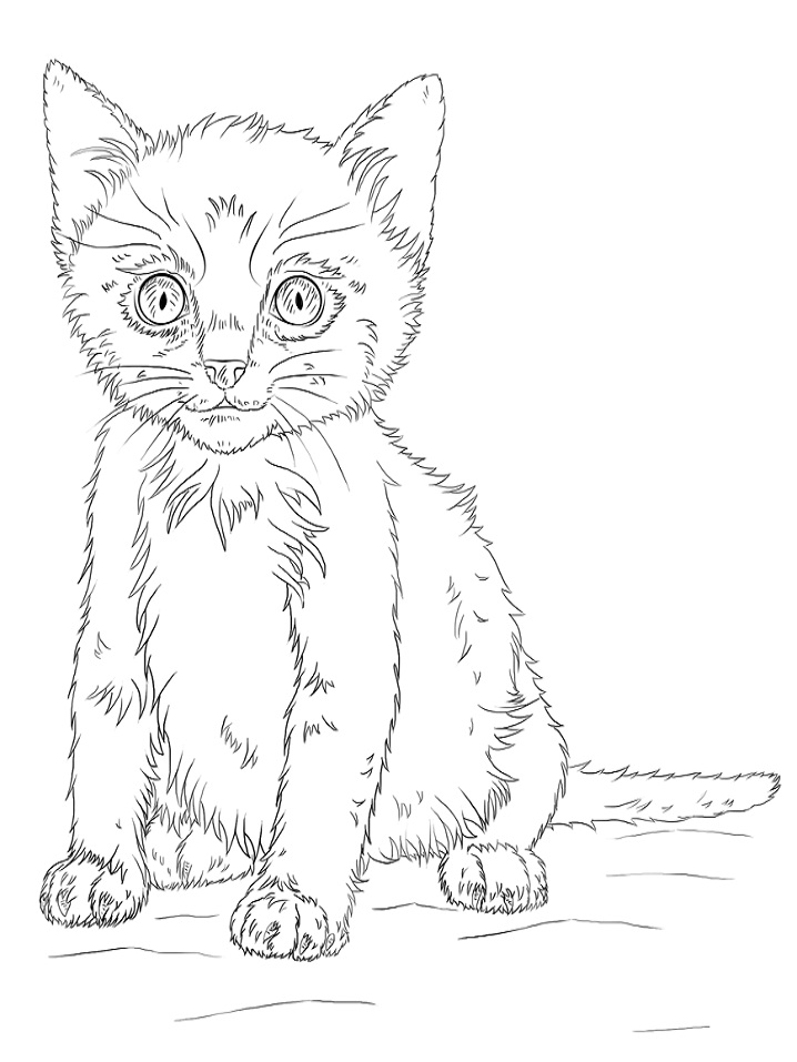 Kedi Yavrusu