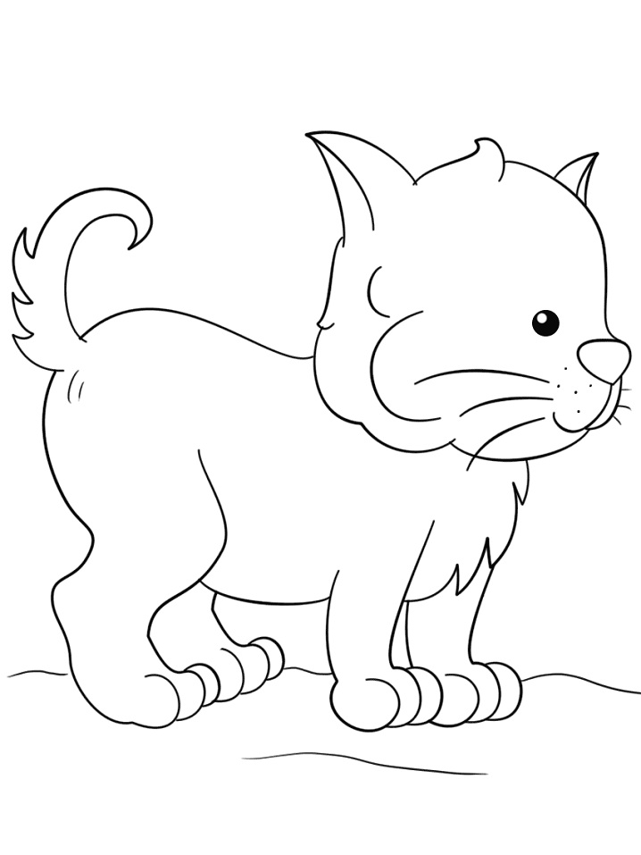 Kedi Yavrusu