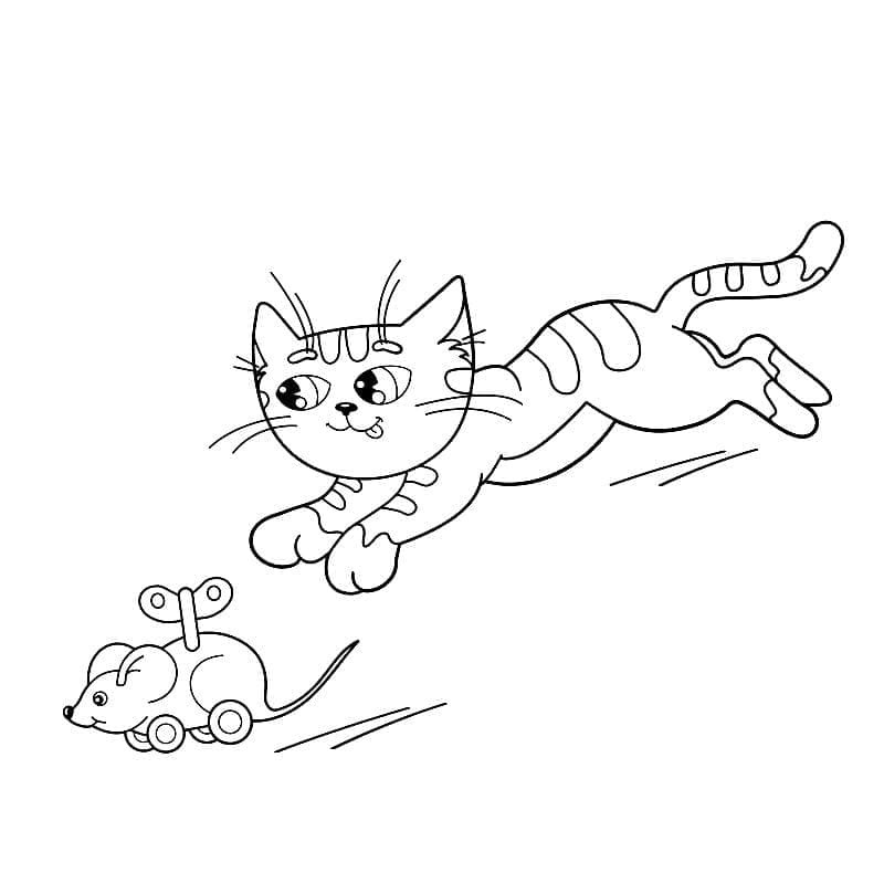 Kedi Yavrusu