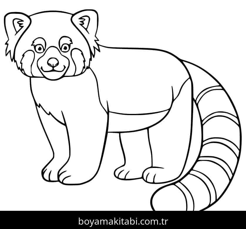 Kırmızı Panda
