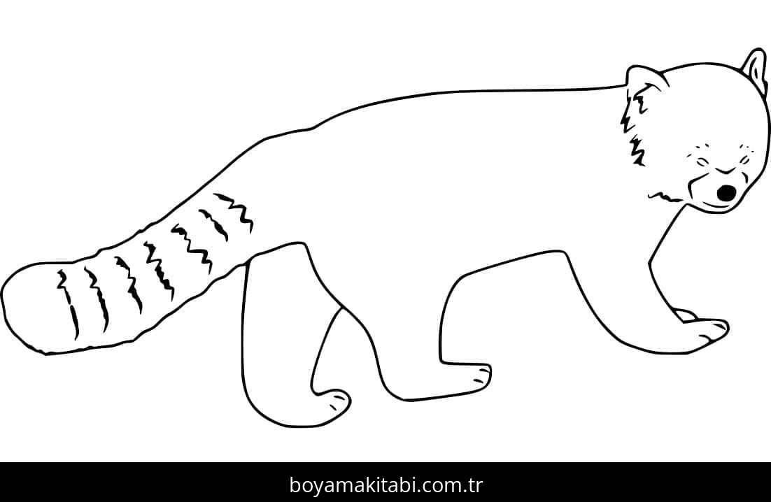 Kırmızı Panda