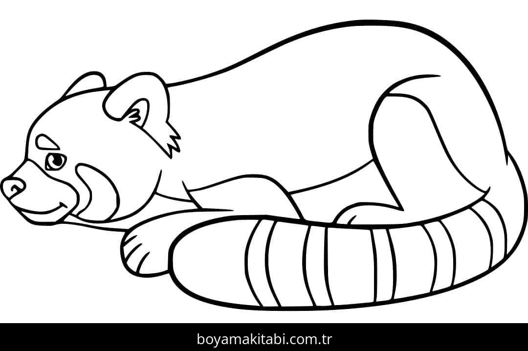 Kırmızı Panda