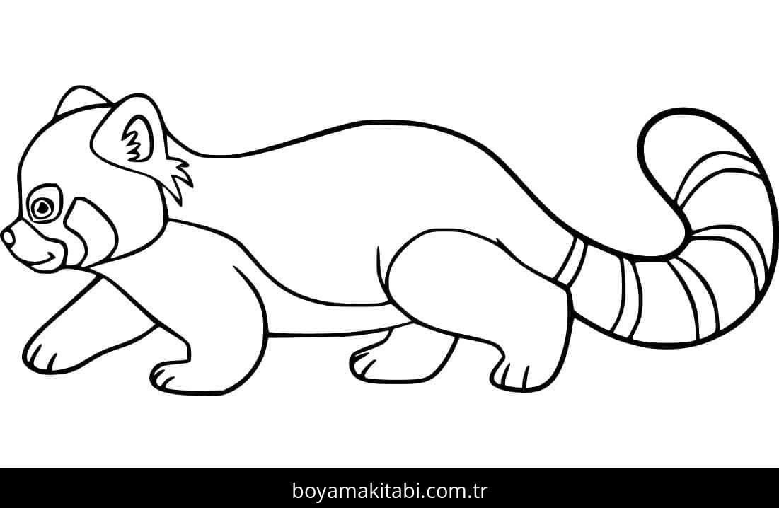 Kırmızı Panda
