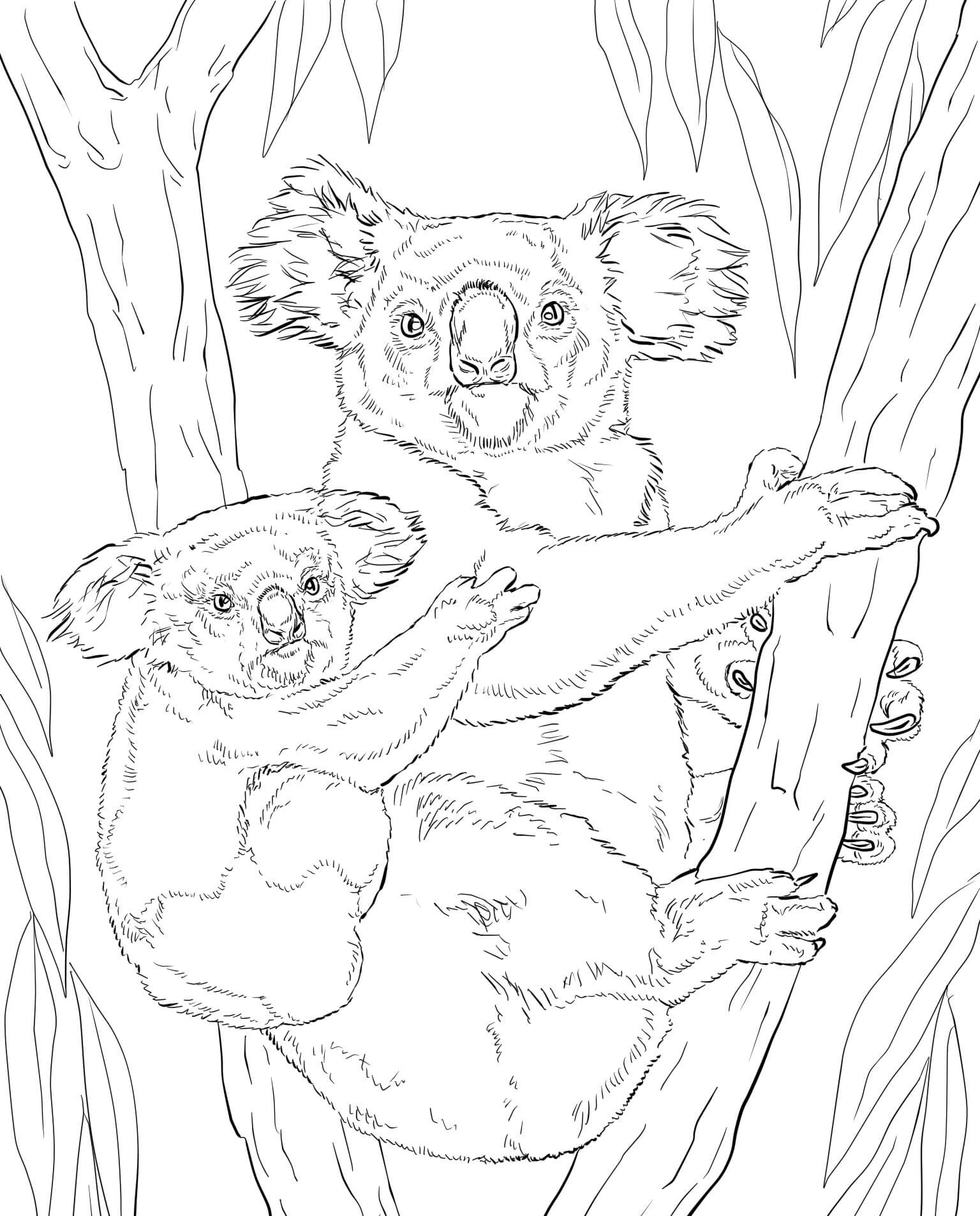 Koala