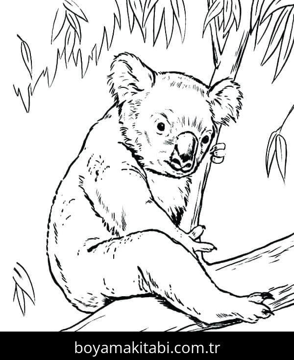 Koala