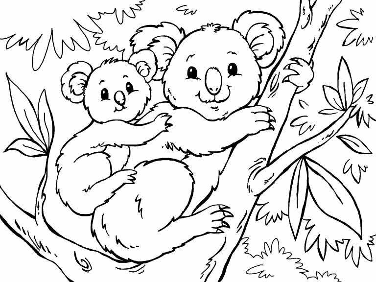 Koala