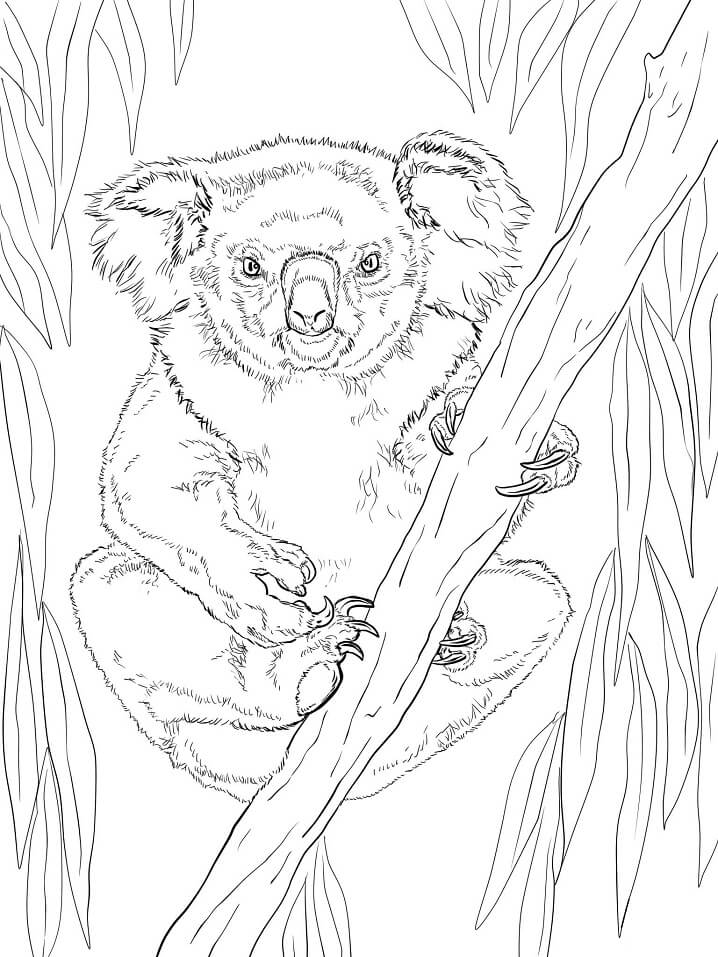 Koala
