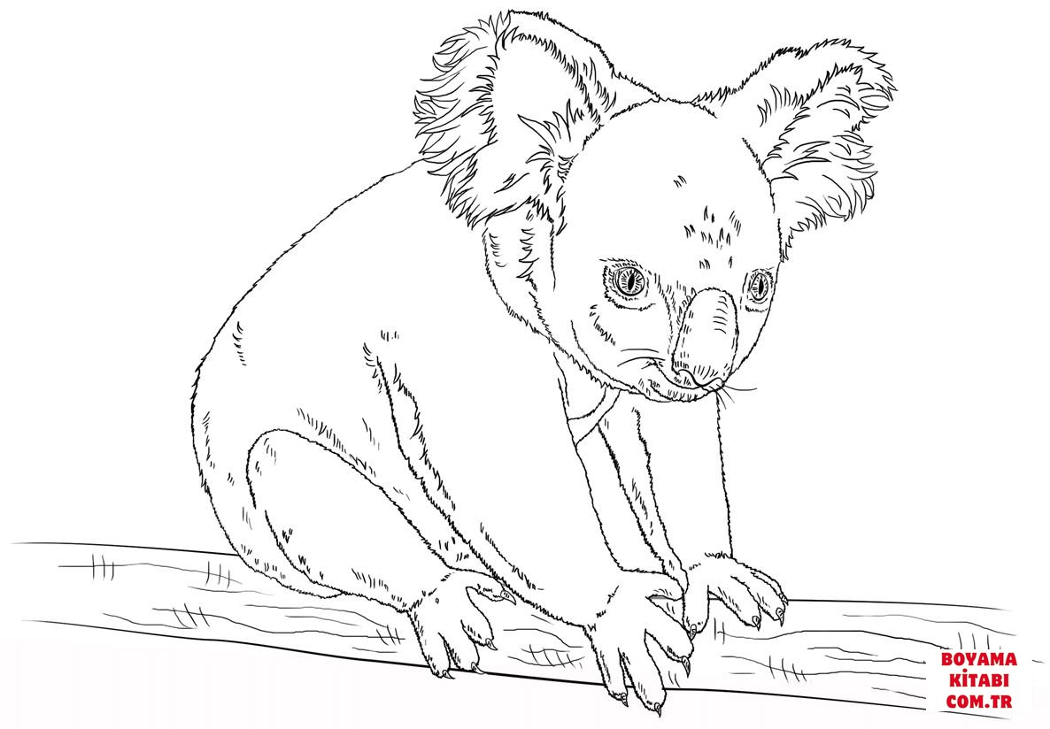 Koala