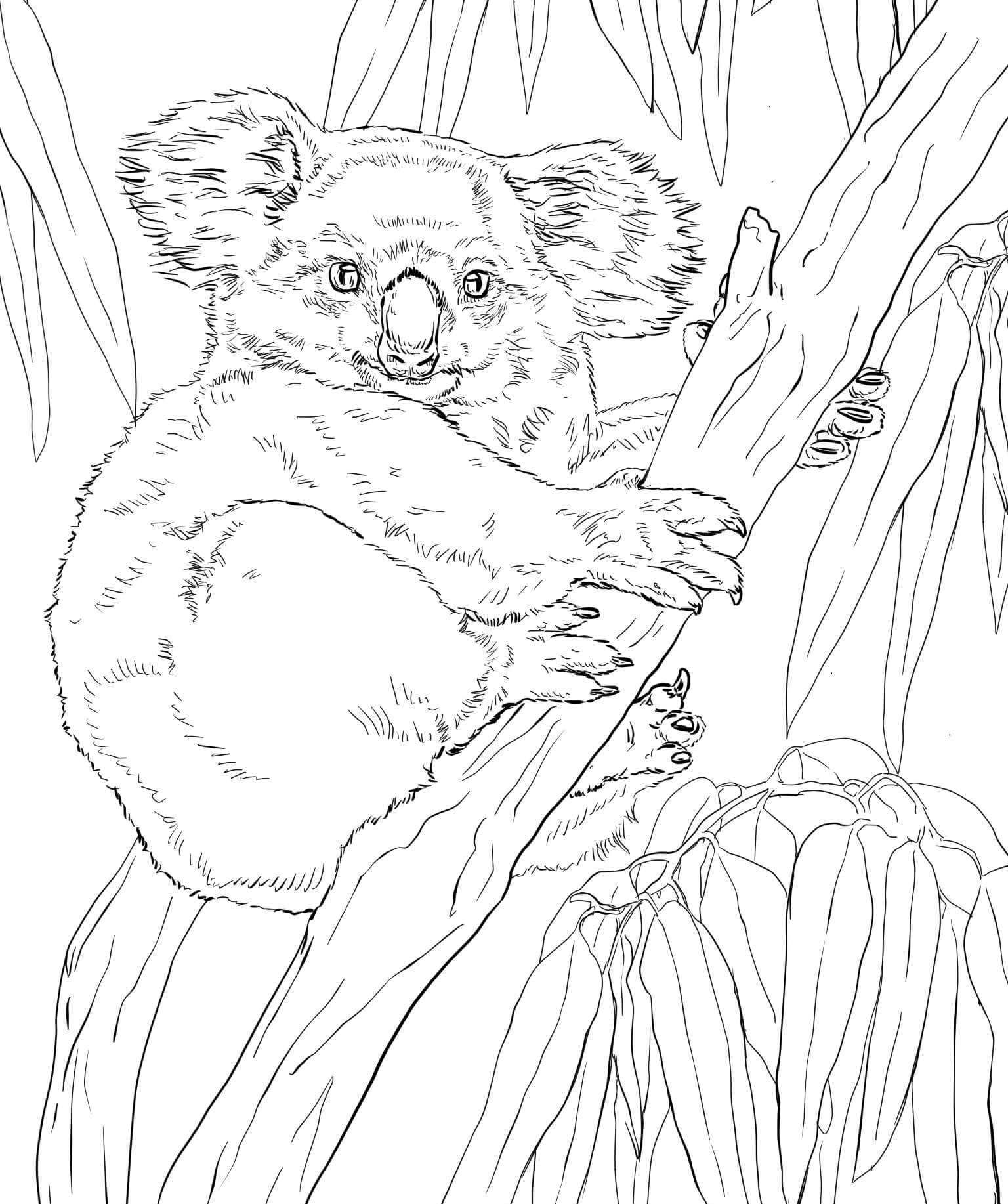 Koala