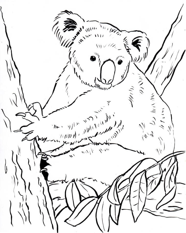 Koala
