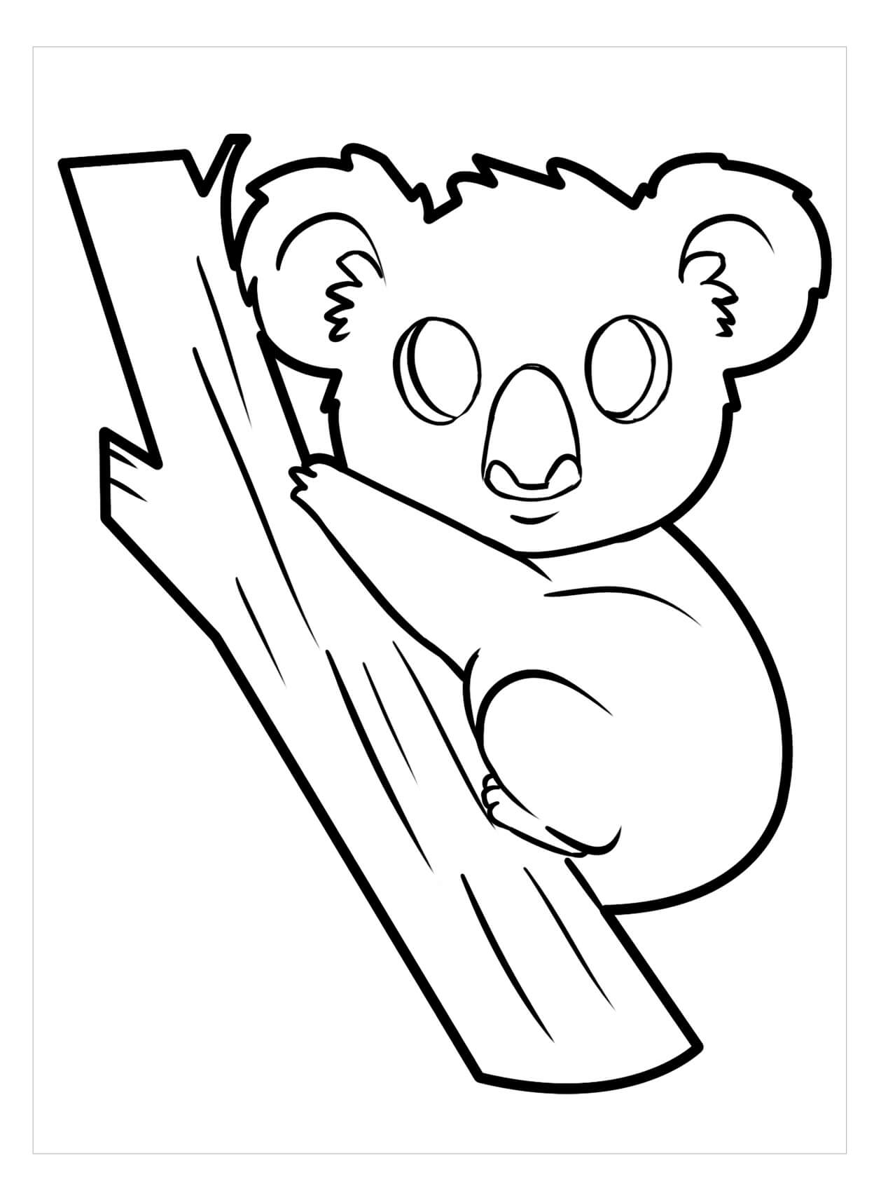 Koala
