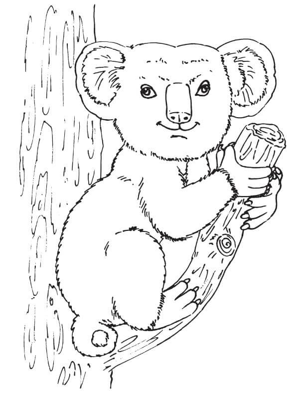 Koala
