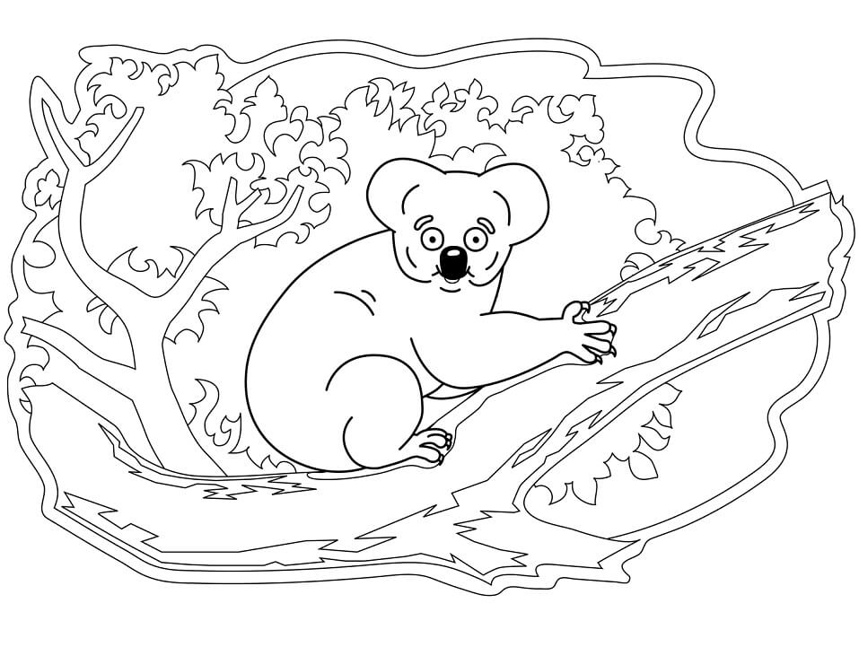 Koala