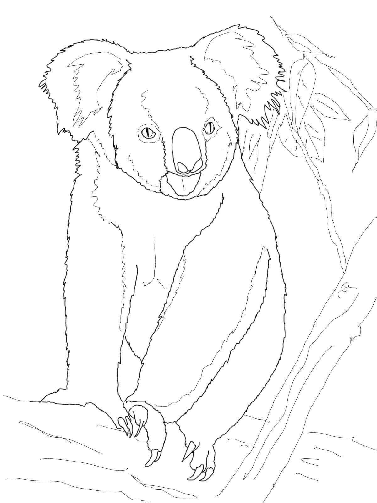 Koala