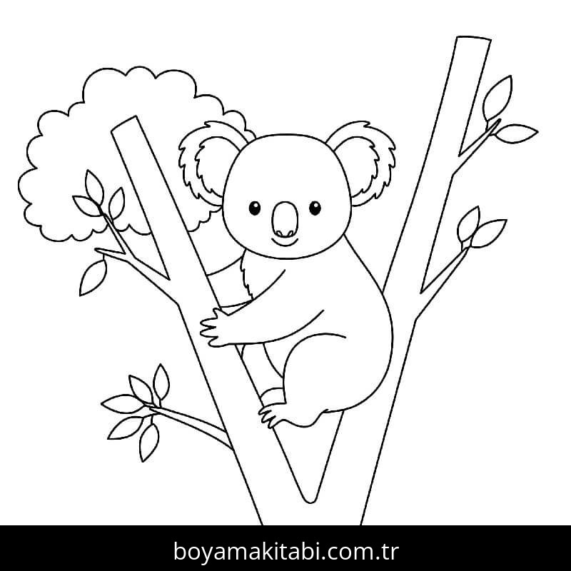 Koala